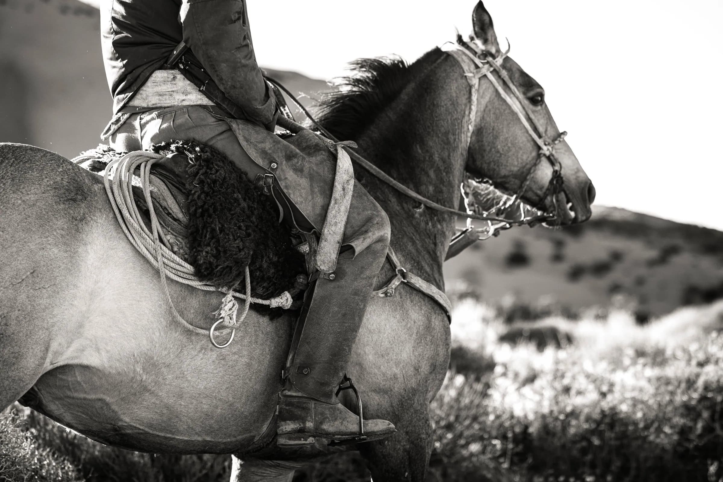 El apero de un caballo criollo, con lazo y cojinillo