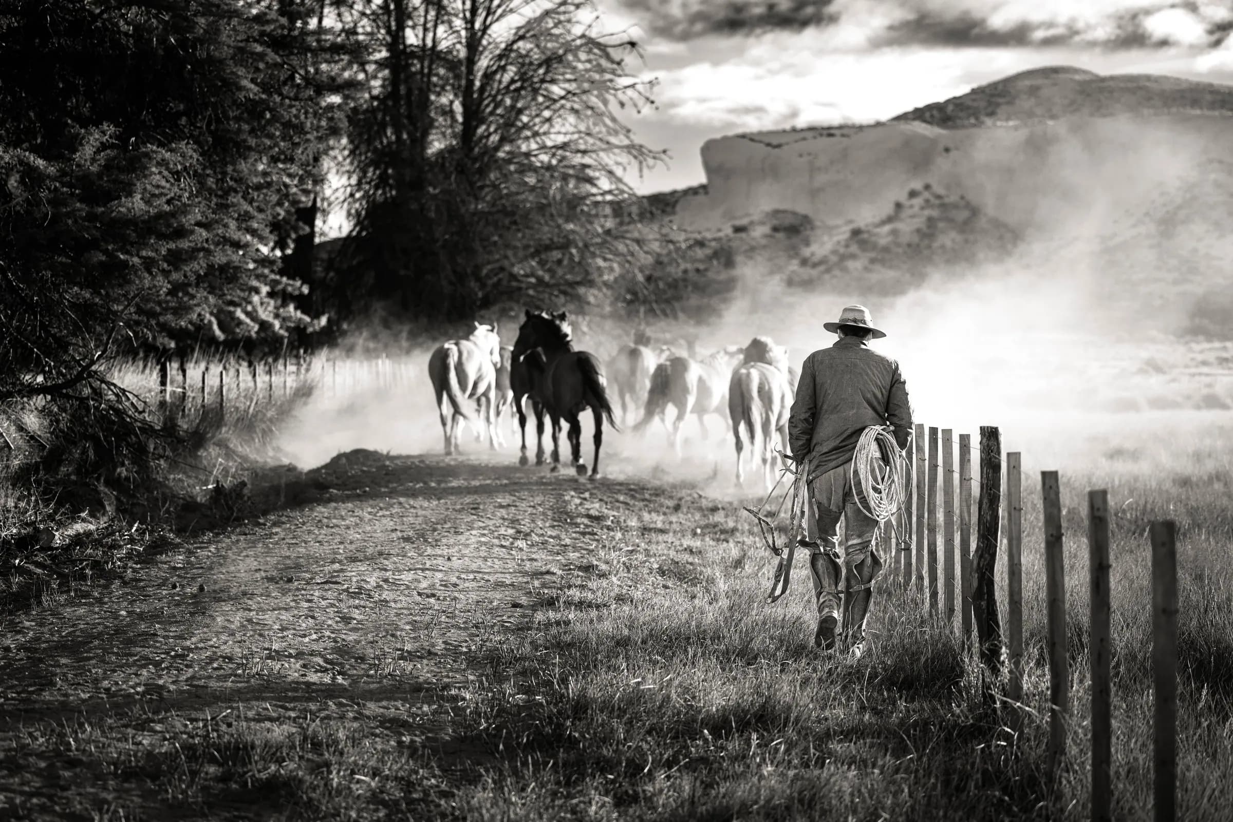 Arreo de caballos junto al alambrado, entre el polvo